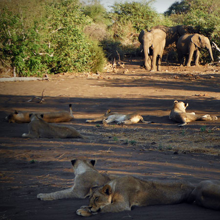 Afrique