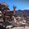 bouquetin-mercantour-curieux-rencontre