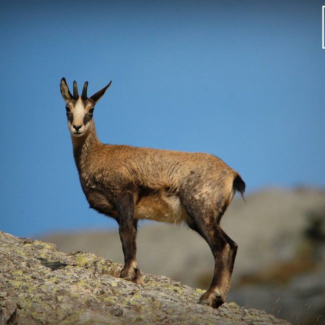 petit-chamois-voyage-sportif