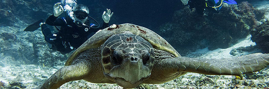 slide activite mer plongee tortue