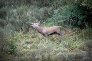 brame-du-cerf-photo-de-fond-cairnexpe