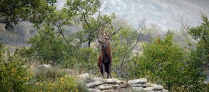 brame_du_cerf_cairnexpe_slide_2