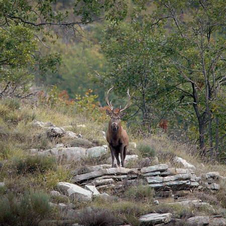 cerf-en-observation-photo-1-cairnexpe