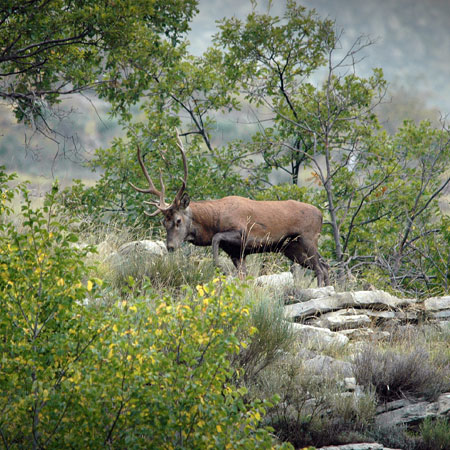 cerf-en-observation-photo-2-cairnexpe