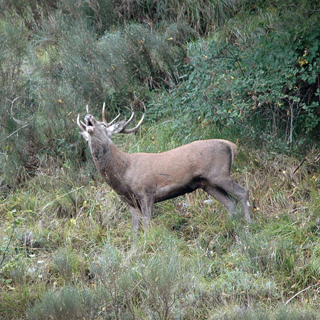 cerf-en-observation-photo-3-cairnexpe