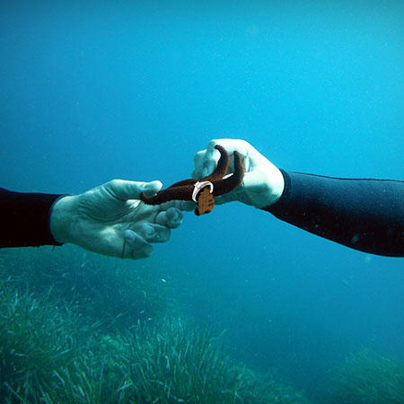 demande-en-mariage-insolite-sous-marine-4