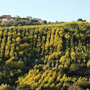 cultures mimosa tanneron