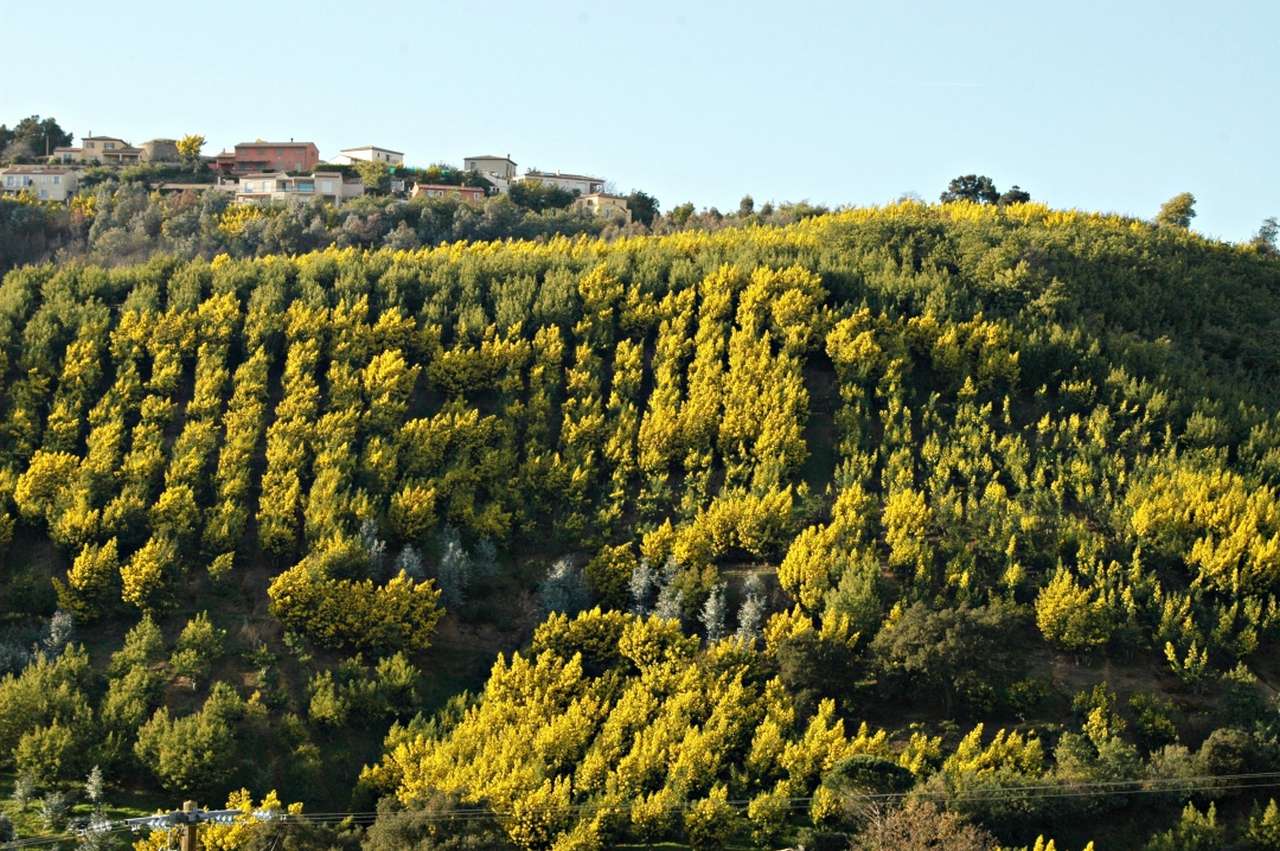 cultures mimosa tanneron