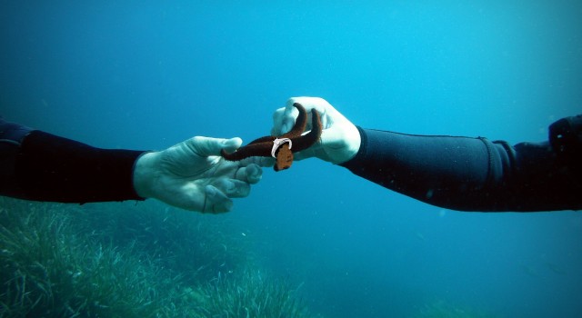 Demande en Mariage sous l'eau