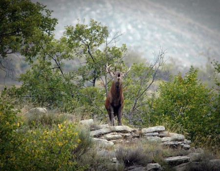 brame du cerf