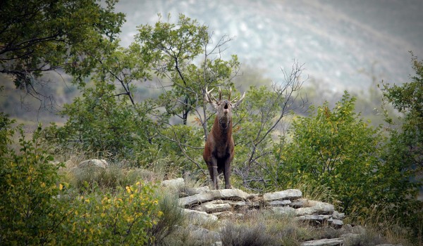 brame du cerf