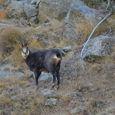 chamois mercantour