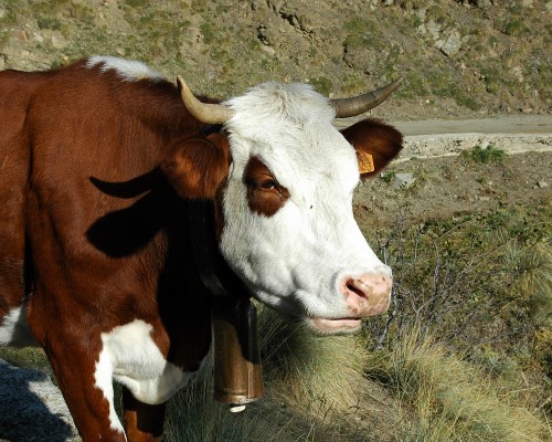 Transhumance mercantour Transhumance mercantour