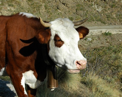 Transhumance mercantour