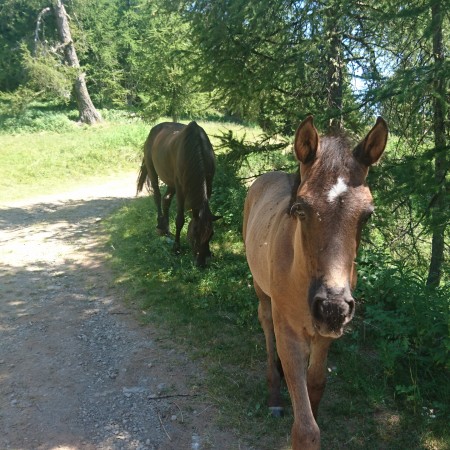 chevaux sauvage