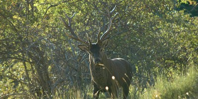 Mercantour Parc Cerf