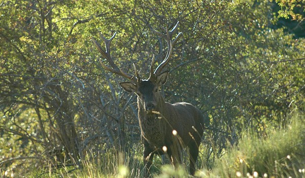 Mercantour Parc Cerf