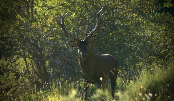 Un cerf pas loin