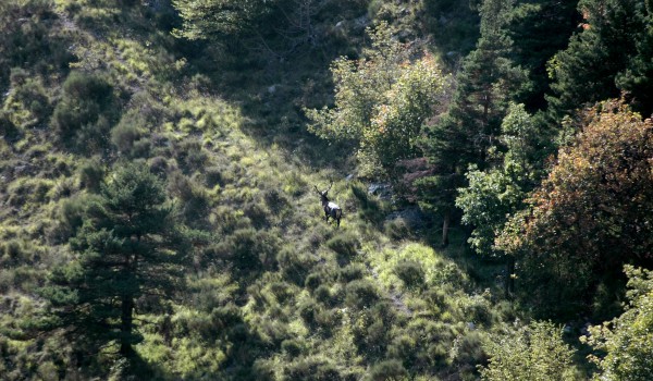 comment repérer un cerf