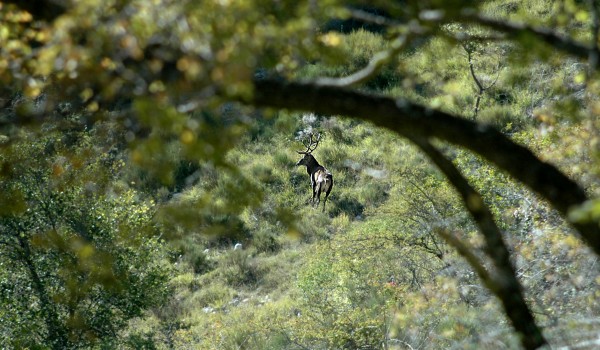 Photo Cerf à l'affut