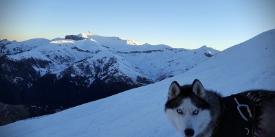 Randonnée raquettes Chien husky