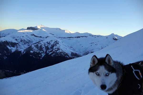 Randonnée raquettes Chien husky