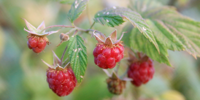 Framboise sauvage