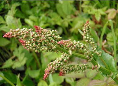 Plantes comestibles randonnée