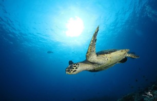 Croisière plongée Seychelles