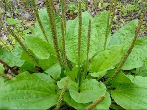 plante comestible