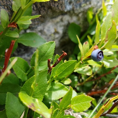 Plantes comestible Stage Survie