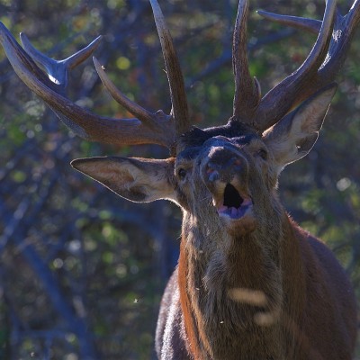 Brame du Cerf Mercantour