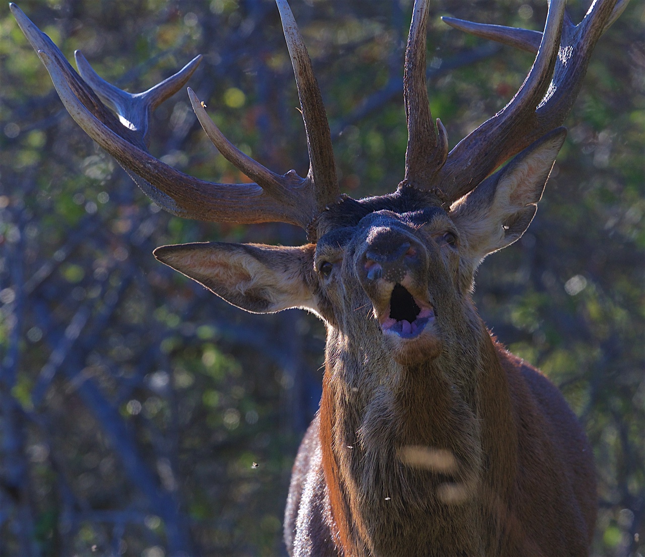 Attaque Cerf Brame intimidation  Cairn Expe