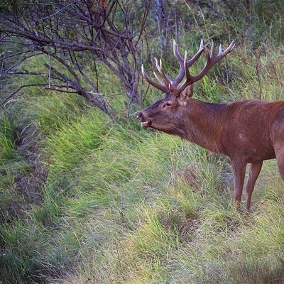 Brame du Cerf Mercantour