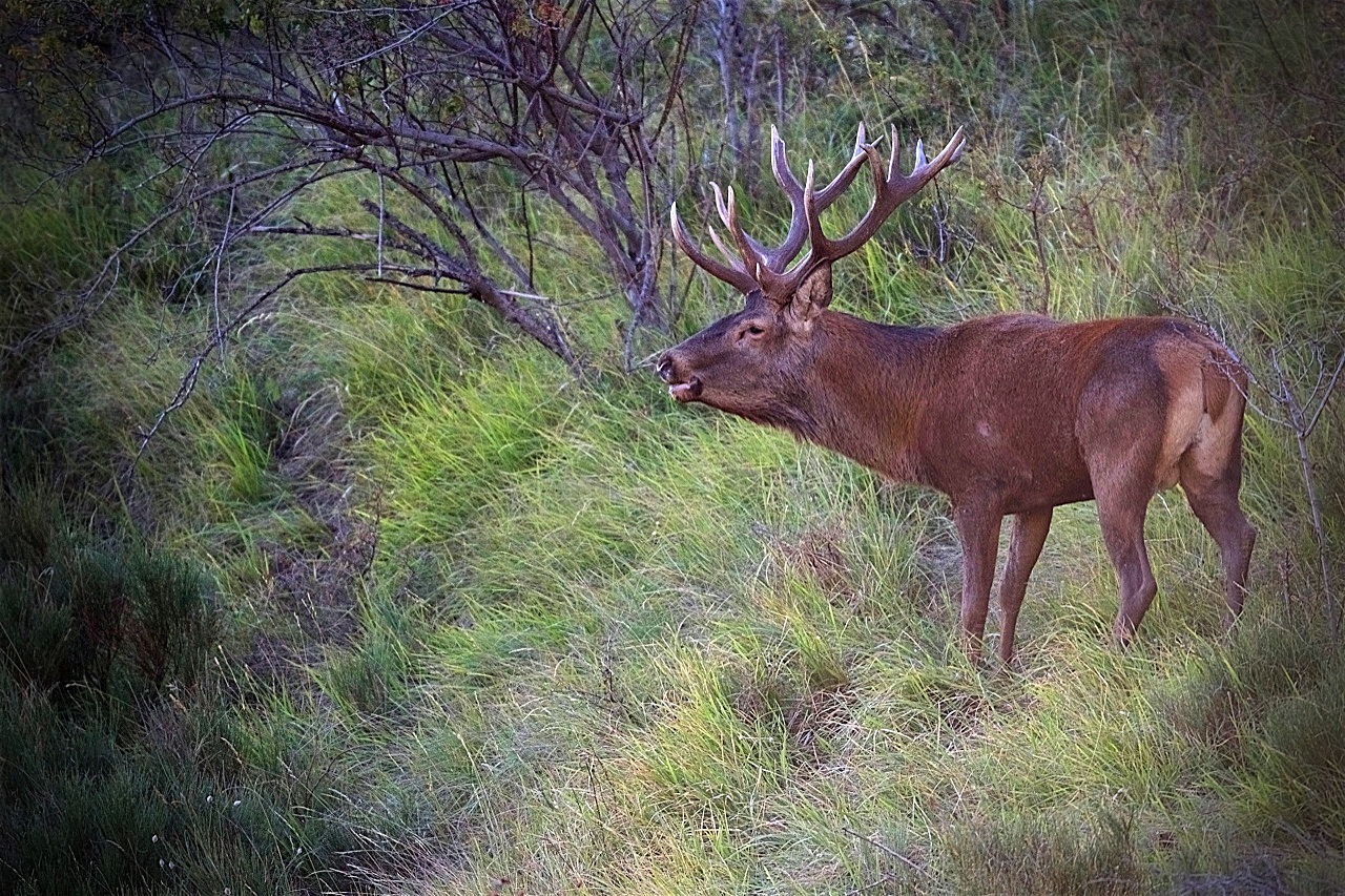 Brame Cerf Mercantour 06 Cairn Expe