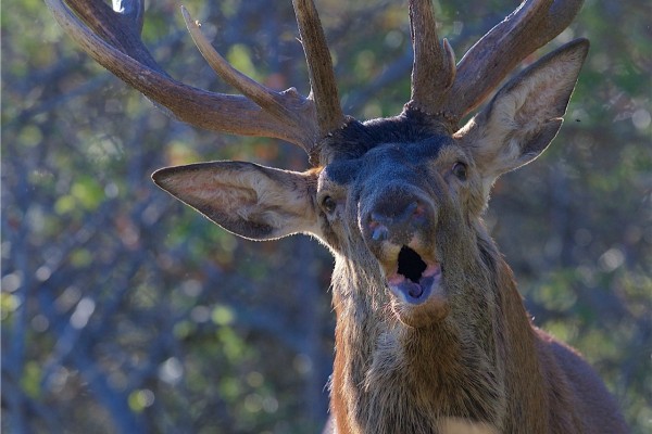 Brame du Cerf Mercantour