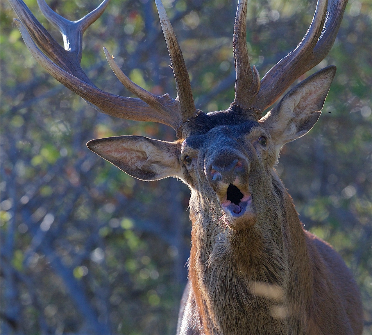 Brame du Cerf Mercantour