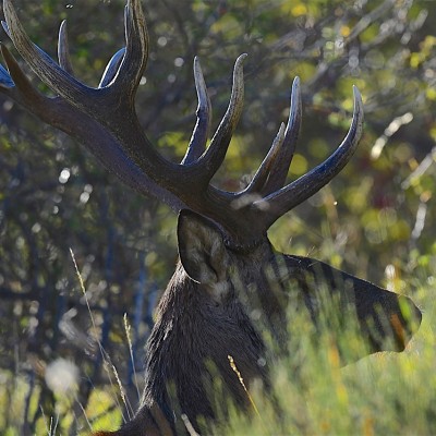 Brame du Cerf Mercantour