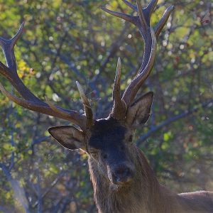 Brame du Cerf Mercantour