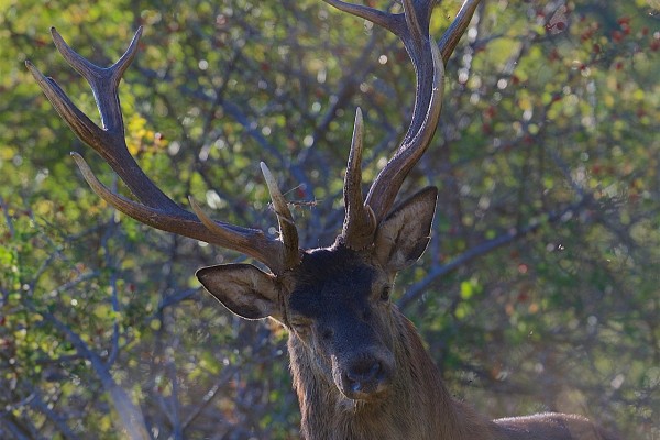 Brame du Cerf Mercantour