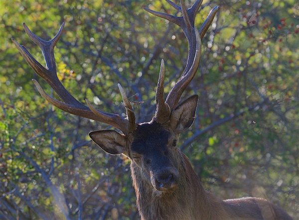 Brame du Cerf Mercantour