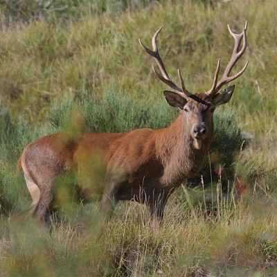 Brame du Cerf Mercantour