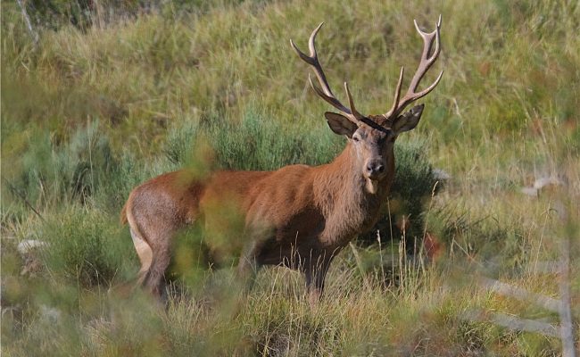 Brame du Cerf Mercantour