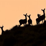 Brame du Cerf Mercantour