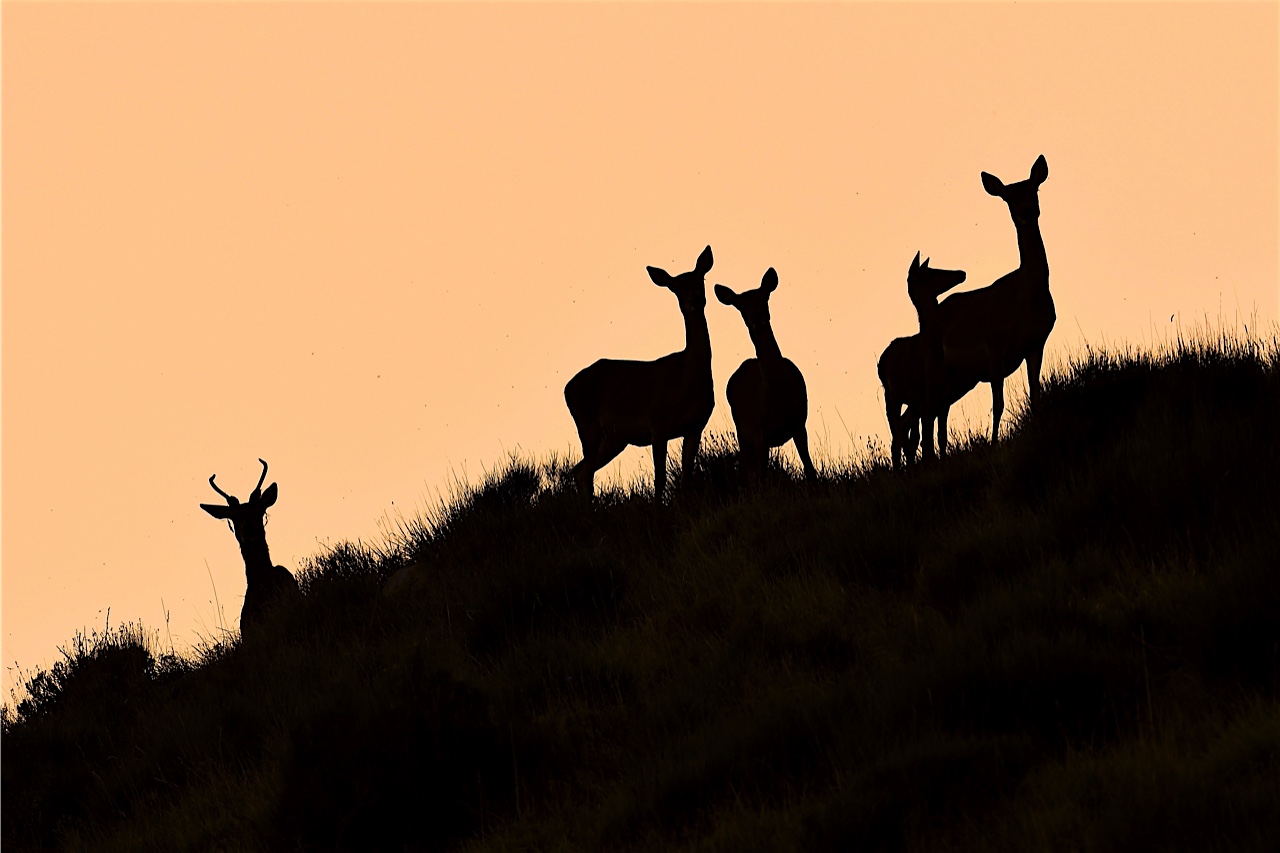 Brame du Cerf Mercantour