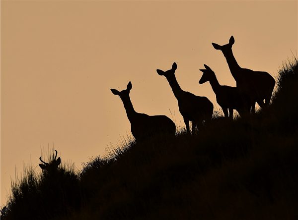 Brame du Cerf Mercantour