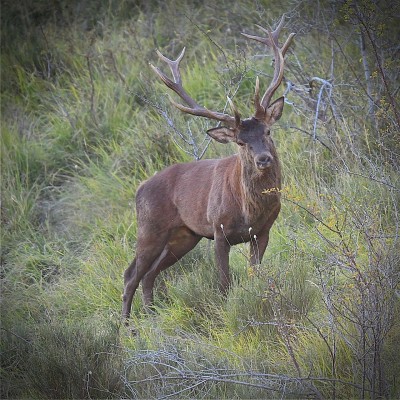 Brame du Cerf Mercantour