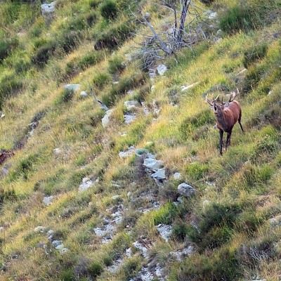 Brame du Cerf Mercantour