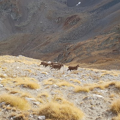 Chamoix en montagne nature