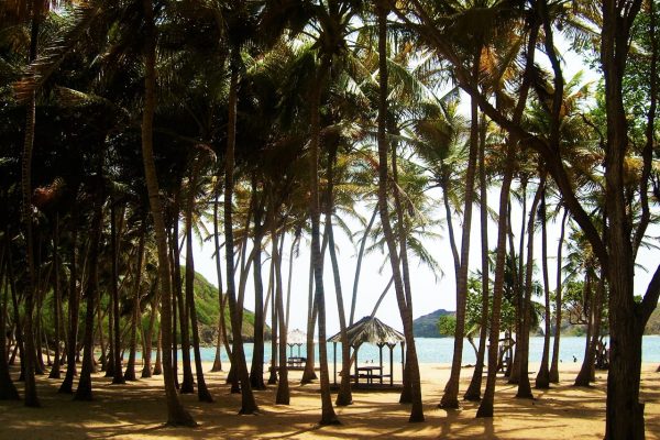 Une palmeraie sur la plage de Gueadeloupe